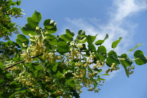 Blossoming branch of linden tree against blue sky in mid June Blossoming branch of linden tree against blue sky in mid June tilia cordata stock pictures, royalty-free photos & images
