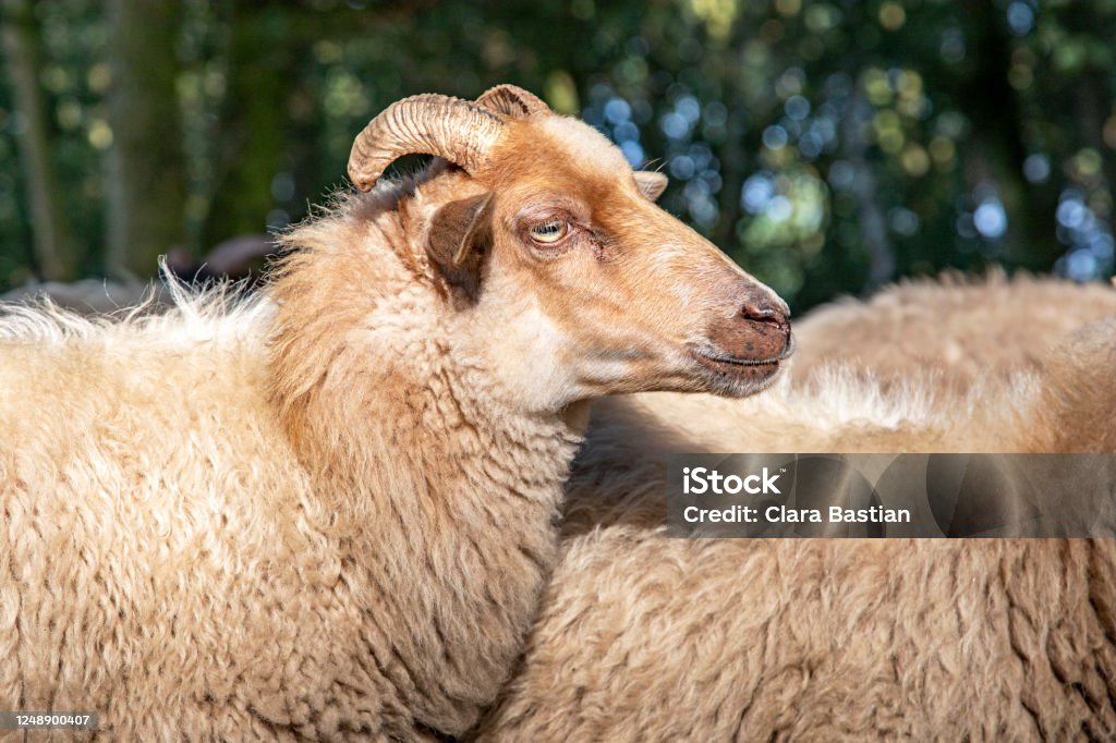 Close up of the profil head of a Drent Heath sheep with horns, a flock of sheep. Drents heideschaap. Head of a Drent Heath sheep with horns, a flock of sheep. Drents heideschaap. Agriculture Stock Photo