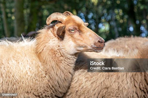 Close Up Of The Profil Head Of A Drent Heath Sheep With Horns A Flock Of Sheep Drents Heideschaap Stock Photo - Download Image Now