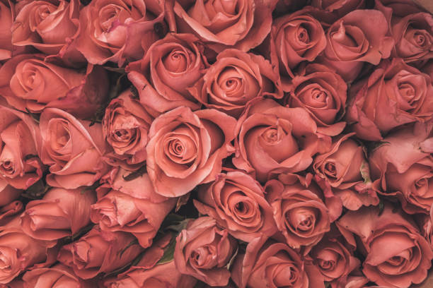 istock Full Frame of Roses Blooming 1248901326