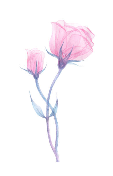 Pink transparent eustoma Pink transparent eustoma, x-ray of the eustoma flower, delicate flower, stem with leaves, petals and pistils, hand-drawn watercolors, drawing of the flower structure isolated on a white background drawing of a green lisianthus stock illustrations