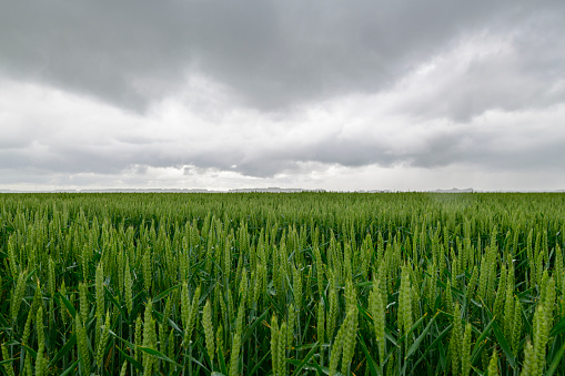 Dark storm clouds over wheat fields in a rural area in Flevoland, Netherlands, during an overcast springtime day.