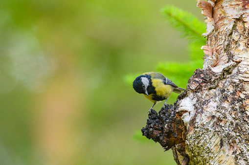 Great tit (Parus major) sitting on a birch tree in a forest during a springtime day in the Veluwe nature reserve in Gelderland, The Netherlands.