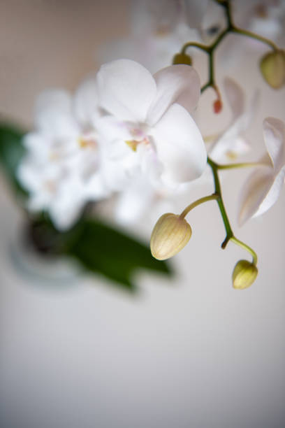 istock Orchids flowers close up on bokeh background. 1248902635