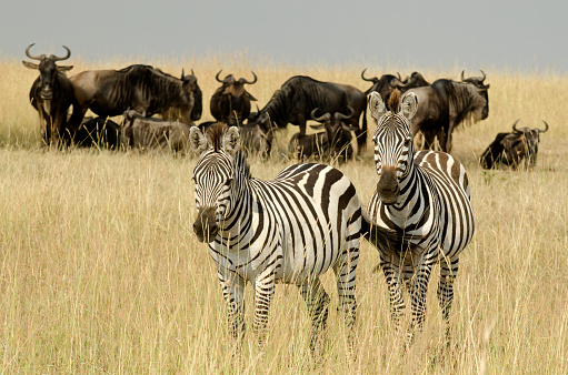 zebra in Kenya