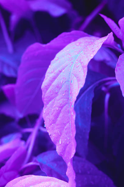 istock purple and blue tropical leaf with dew drops 1248907587