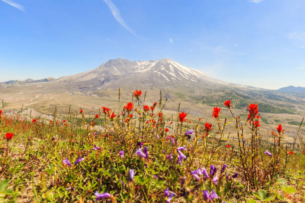 istock The flowers with Mount St. Hellen on the background 1248912666