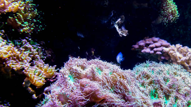 istock Sea anemones with different coloration in a home aquarium setting 1248913691