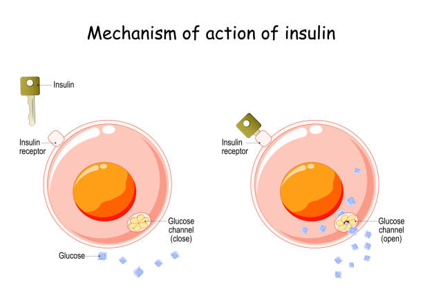 How does insulin work Mechanism of action of insulin in the cell. Insulin regulates the metabolism and is the key that unlocks the glucose channel. How does insulin work. vector diagram human cell illustrations stock illustrations