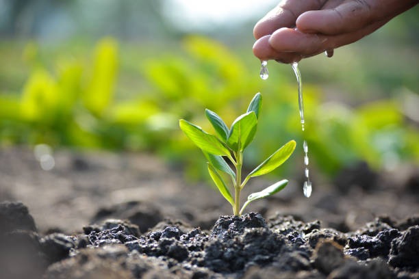 Farmer's hand watering a young plant Farmer's hand watering a young plant. Earth day concept sapling stock pictures, royalty-free photos & images