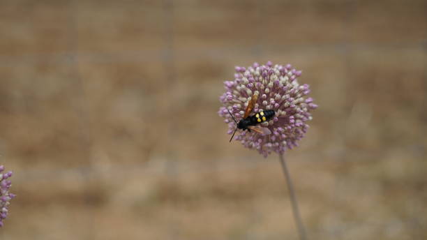istock plant flower nature 1248915986