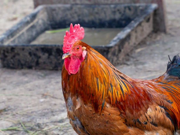 istock A rooster with colorful feathers 1248917329