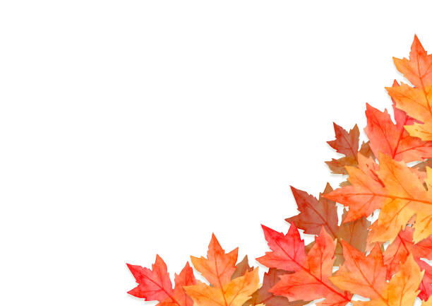 istock frame of red leaves in autumn concept isolated on white background. Flat lay, top view. 1248918098