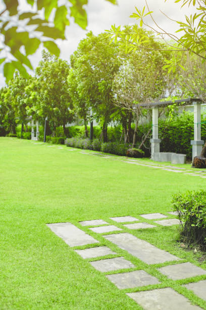 istock Green grass field in the morning. 1248921924