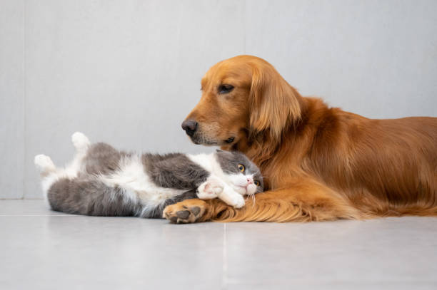 istock British Shorthair and Golden Retriever 1248927067