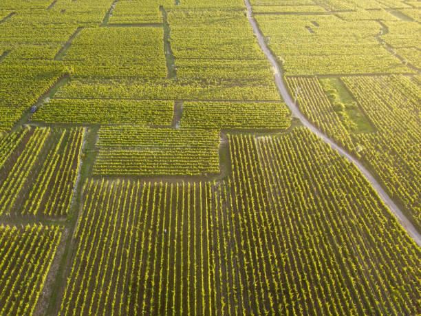 istock Road through vineyards from above 1248930430