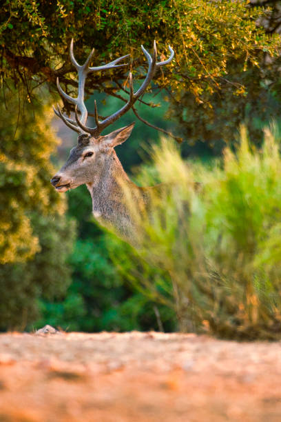 rotwild, cervus elaphus, rutting season, monfragüe nationalpark - bioreserve vertical spain europe stock-fotos und bilder