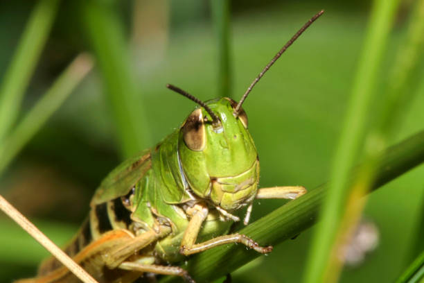 istock Grasshopper, Guadarrama National Park 1248930601