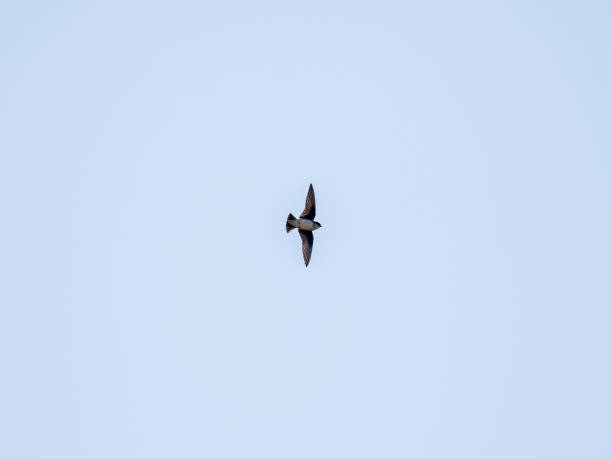 istock asian house martin in flight on blue sky 4 1248931077