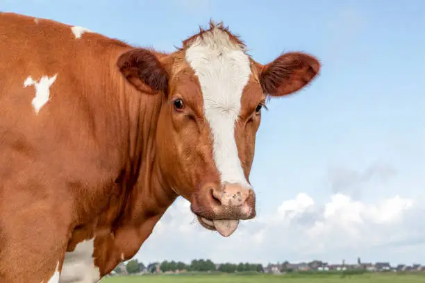 Photo of Cute cow lolling out her tongue, portrait of her head with white blaze, a village at the horizon and a blue sky background