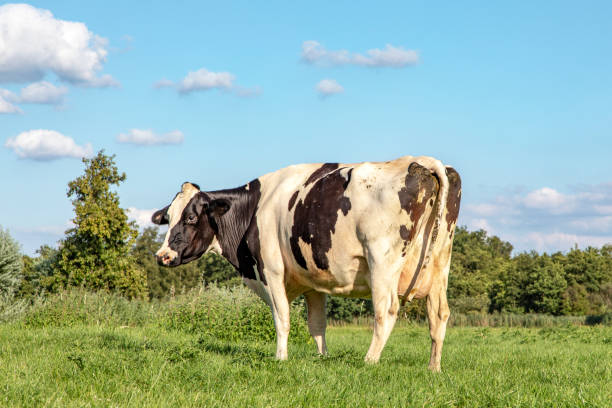 istock Black and white cow from behind, looking backwards in a green pasture, under a blue sky with sheep clouds. 1248931116