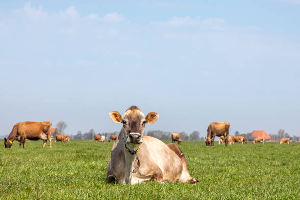 portrait of a jersey cow with calm pretty face and black nose, a herd at the horizon in the field, pale blue sky, peaceful and happy - jersey uk nature landscape imagens e fotografias de stock