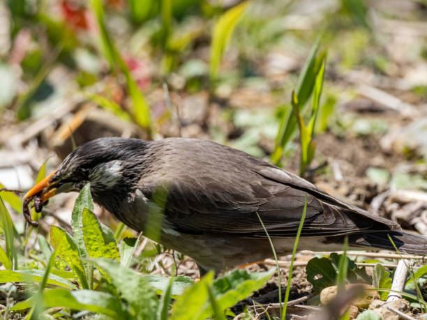 istock white-cheeked starling hopping through grass 2 1248932336