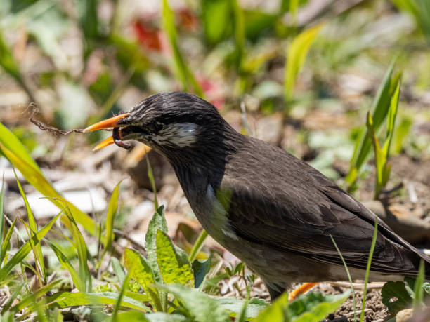 istock white-cheeked starling hopping through grass 3 1248932347