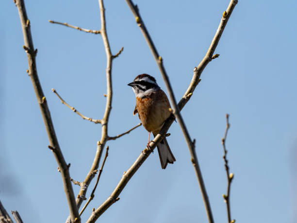 istock Meadow Bunting perched in a tree and blue skies 3 1248932867