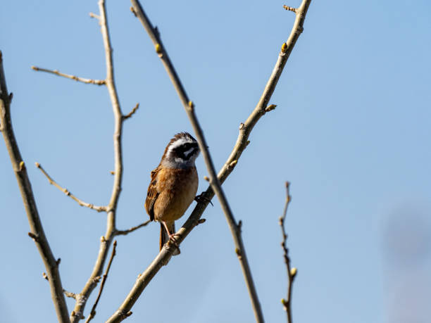 istock Meadow Bunting perched in a tree and blue skies 6 1248932892