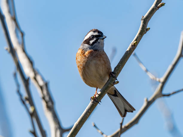 istock Meadow Bunting perched in a tree and blue skies 10 1248933011