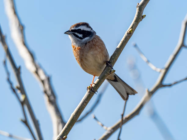 istock Meadow Bunting perched in a tree and blue skies 11 1248933024
