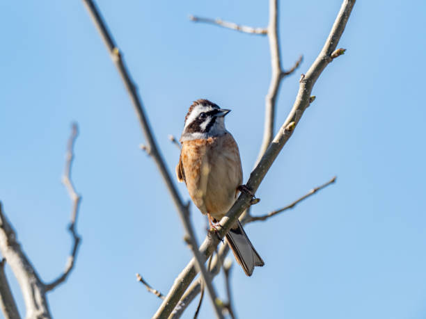istock Meadow Bunting perched in a tree and blue skies 13 1248933057