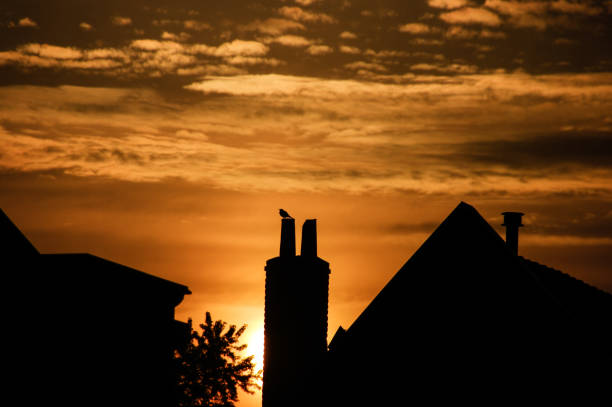 istock Singing blackbird at sunrise 1248933379