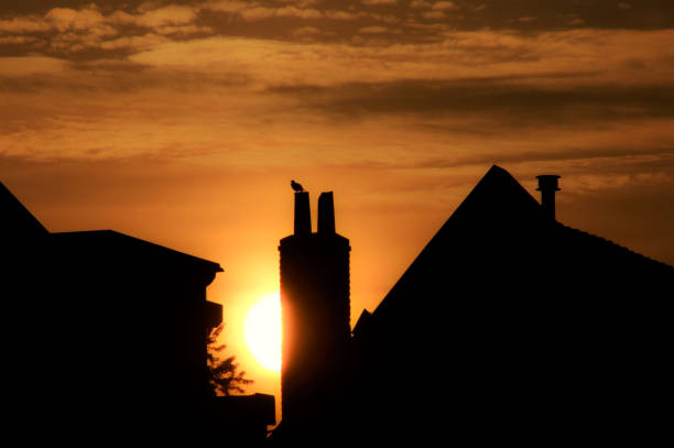 Singing Blackbird on top of a chimney at sunrise