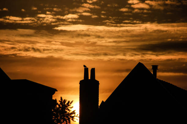 istock Singing blackbird at sunrise 1248933415