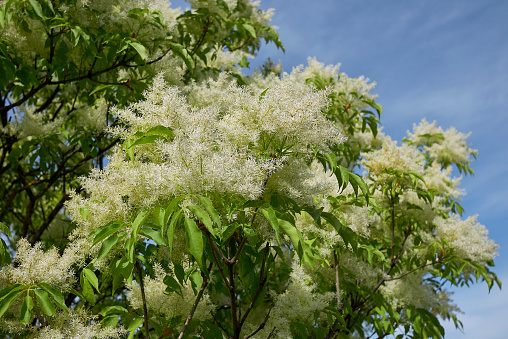 Fraxinus ornus in bloom