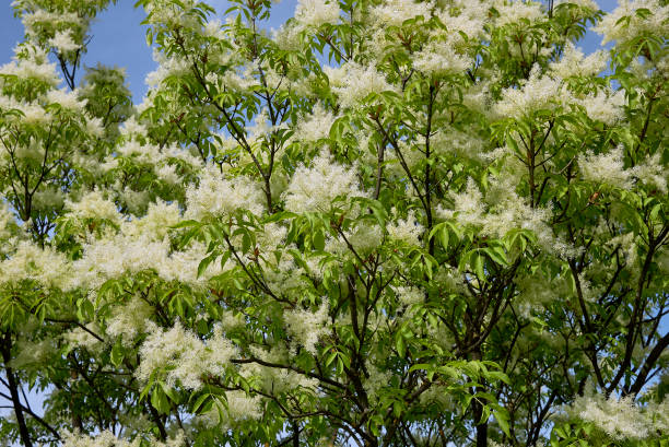 Fraxinus ornus Fraxinus ornus in bloom ash tree photos stock pictures, royalty-free photos & images