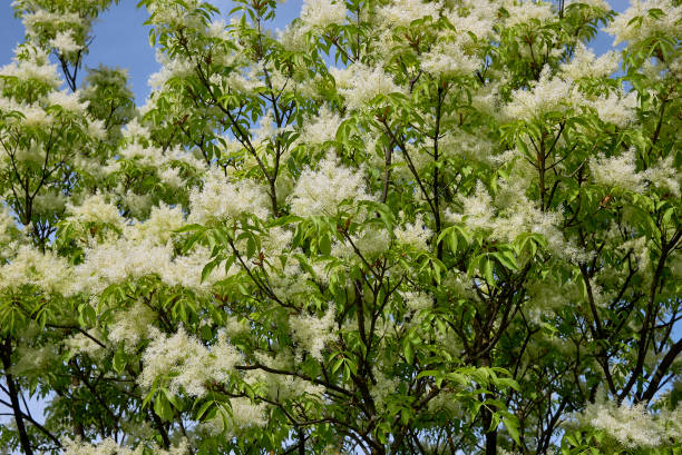 fraxinus ornus - freixo - fotografias e filmes do acervo