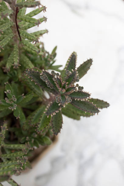 istock Cactus - stock photo 1248935890