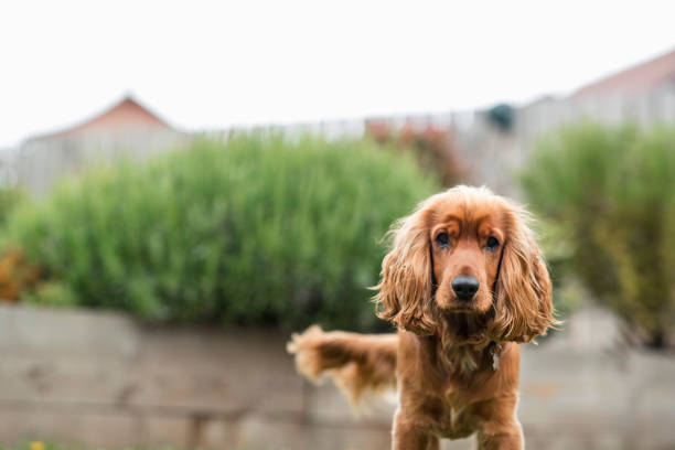 istock Woof Woof 1248935931