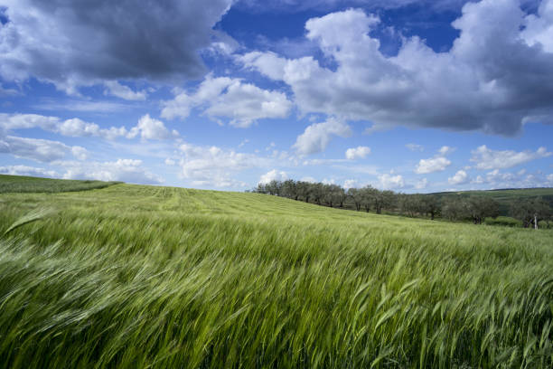 istock Springtime.Between Apulia and Basilicata: hilly landscape with green cornfields.ITALY. 1248936000