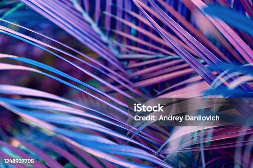 istock Neon colored palm tree leaves. Tropical trees background 1248937705