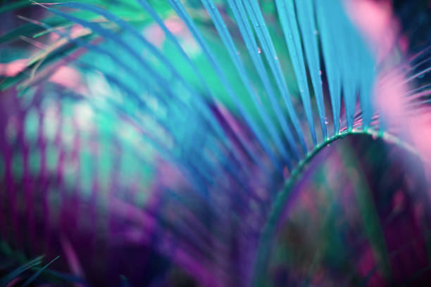 Abstract palm tree leaves background