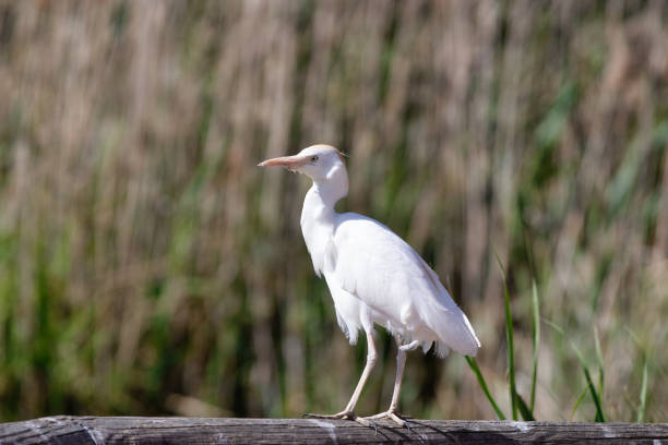 Wild Cattle Egret, Bubulcus ibis. sitting in nature. beautiful white bird.heron is on beam. cow heron.