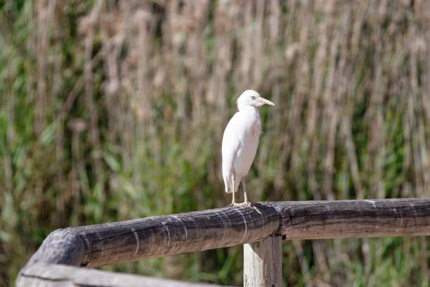 istock Wild Cattle Egret, Bubulcus ibis. sitting in nature. beautiful white bird.heron is on beam. cow heron. 1248938363