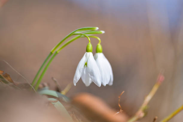 Snowdrop spring flowers. Delicate Snowdrop flower is one of the spring symbols telling us winter is leaving and we have warmer times ahead. Fresh green well complementing the white Snowdrop blossoms. flores de primavera de gota de nieve. delicada flor de gota de nieve es uno de los símbolos de primavera que nos dice que el invierno se va y tenemos tiempos más cálidos por delante. pozo verde fresco que complementa las flores blancas de snowdrop.