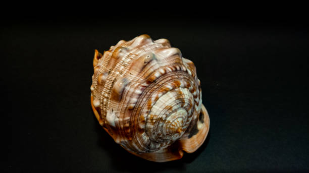 istock seashell with brown and orange colors on black background 1248939222