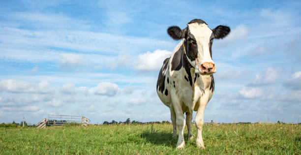one cow, frisian holstein, standing upright happy in a pasture under a blue sky and a faraway  horizon. - polder field meadow landscape imagens e fotografias de stock