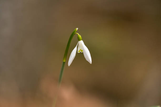 istock Snowdrop or common snowdrop (Galanthus nivalis) flowers 1248939284